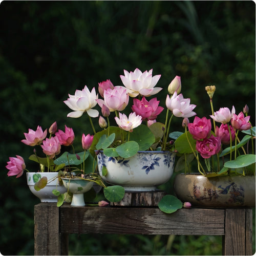 3 PCS Pre-Scarified Bowl Lotus Seeds for Planting in Water - Mixed Color Water Lotus Seeds for Bowls & Pots, Easy to Grow, Gift for Plant Lovers, Moms & Friends